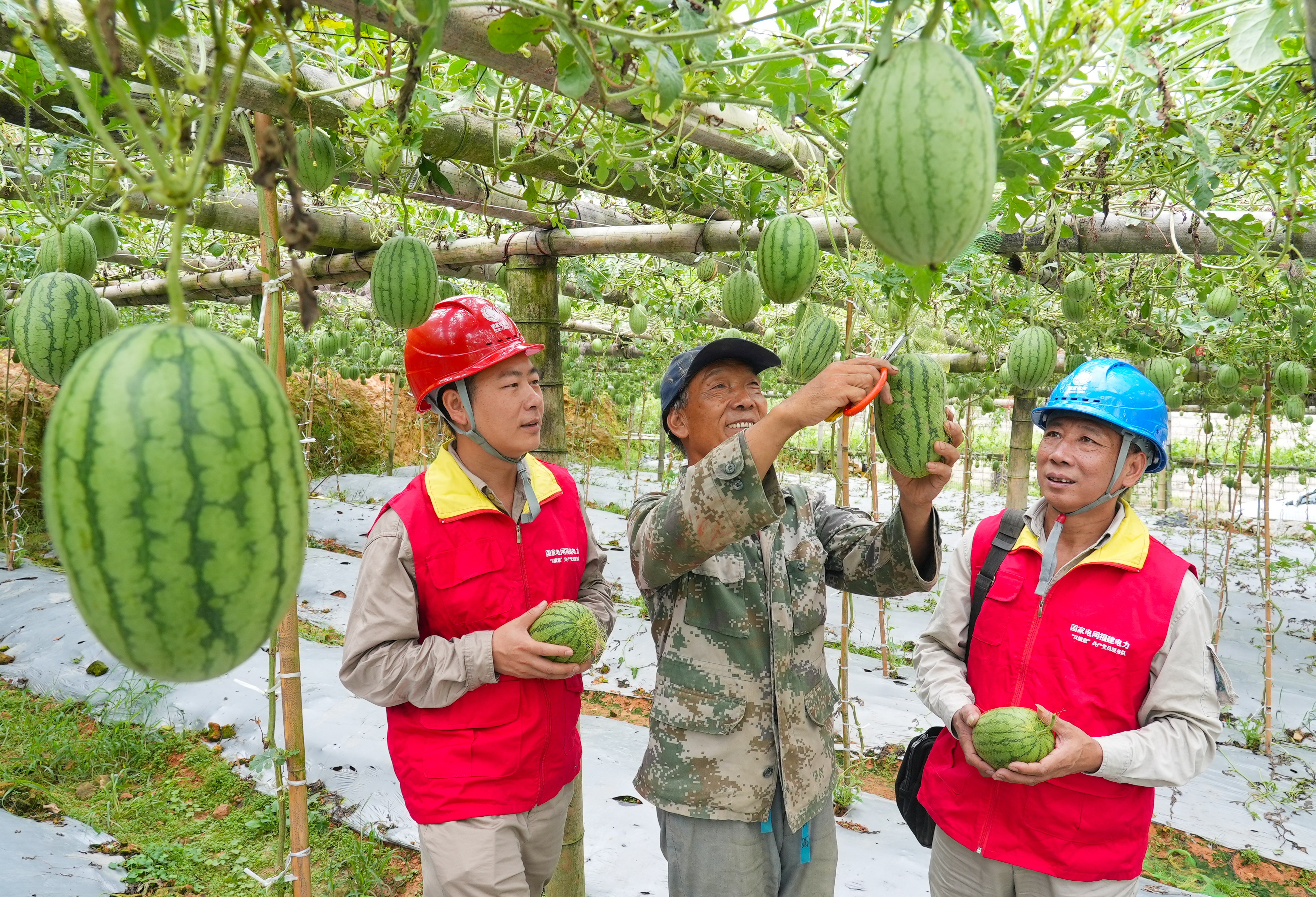 8月19日國網(wǎng)福州供電公司雪峰供電所員工林學(xué)鵬和林治秋在福建省福州市閩侯縣大湖鄉(xiāng)東姚村走訪西瓜種植戶了解用電需求，檢查供電設(shè)施（陳德鈞）.jpg